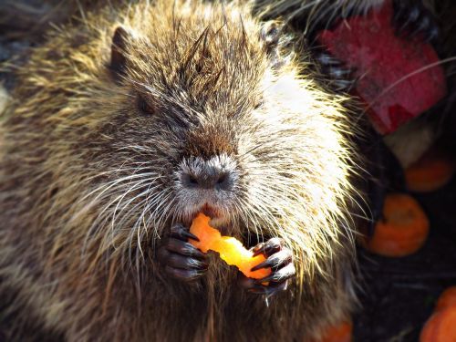 nutria animal mammal