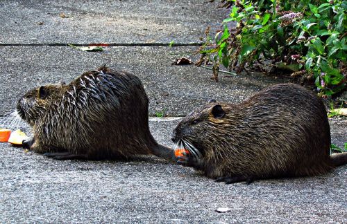 nutria mammal animals