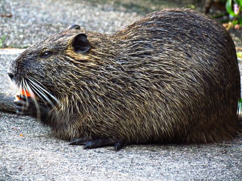 nutria mammal animals