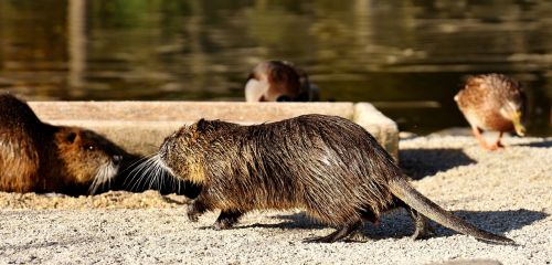 nutria water rat water