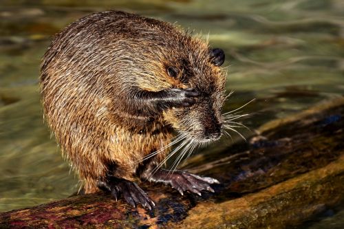 nutria water rat water