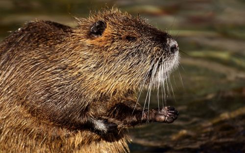 nutria water rat water