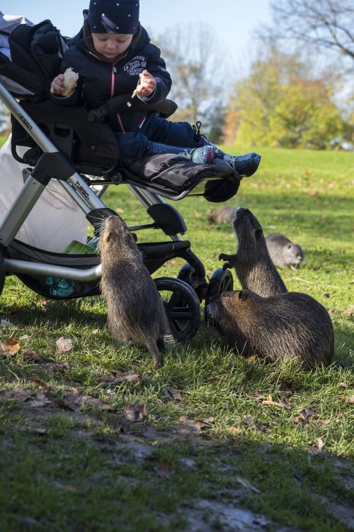 nutria beaver rodent