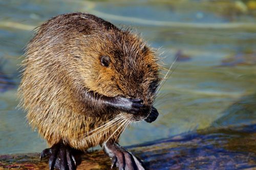 nutria rodent water rat