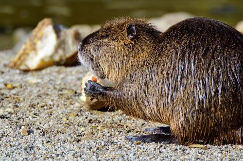 nutria rodent water rat