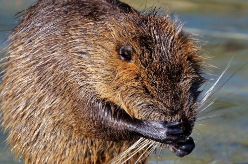nutria rodent water rat