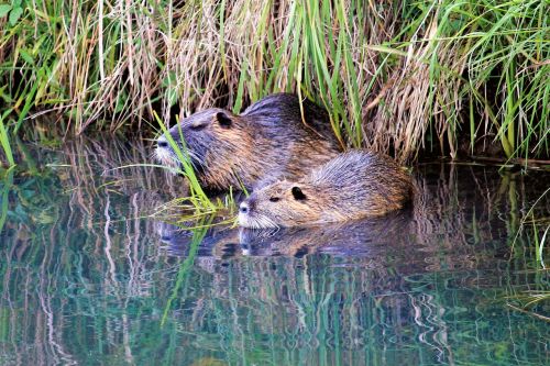 nutria animal world nature