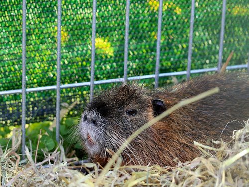 nutria  rodent  mammal