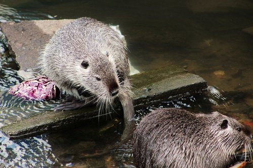 nutria  nutrie  rodent