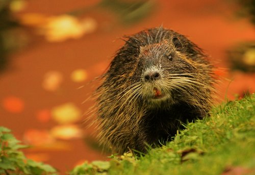 nutria  nature  animal world