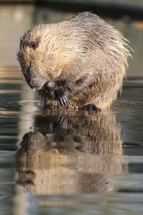 nutria  animal  rodent