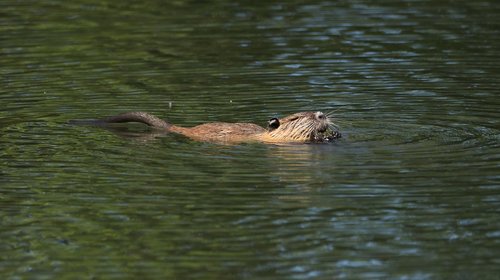 nutria  animal  lake