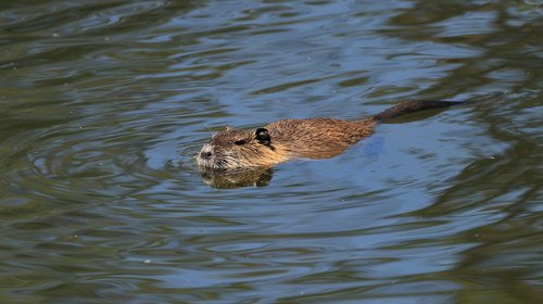 nutria  animal  lake