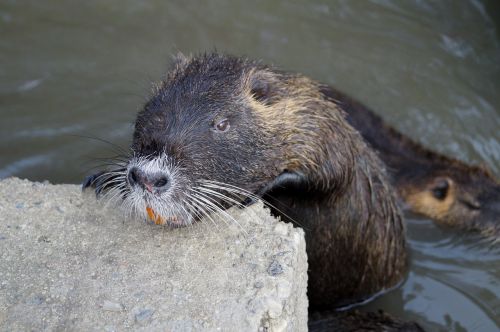 nutria animal head