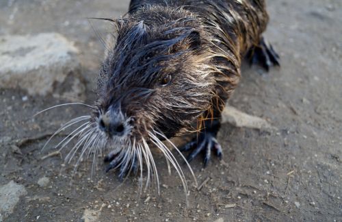 nutria pond animal