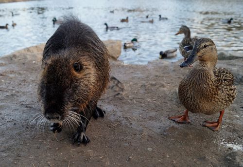 nutria duck pond