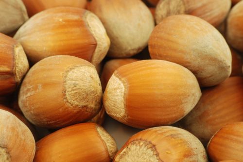 nuts hazelnuts fruit