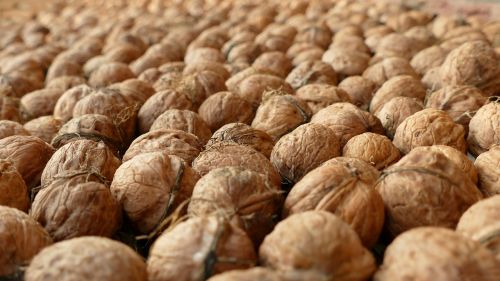 nuts walnuts walnut