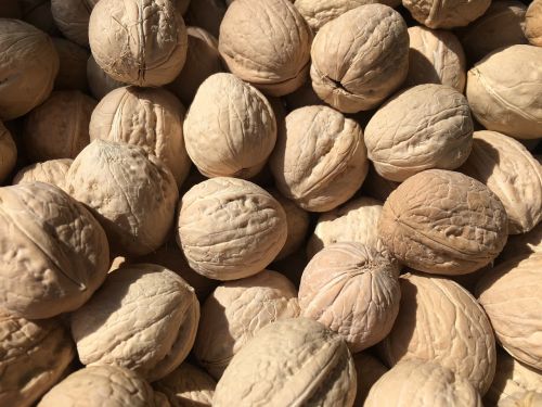 nuts walnuts nutshell