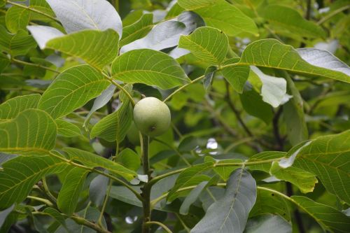 nuts walnut fruit