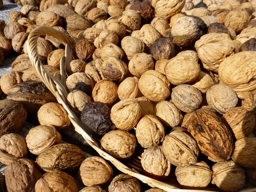 nuts  walnuts  autumn