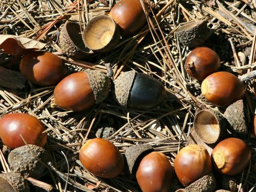nuts black acorn oak