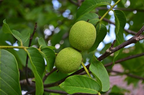 nuts walnut tree
