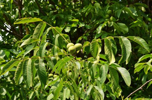nuts walnut tree