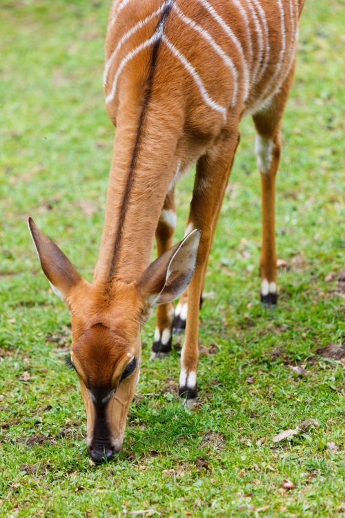 Nyala