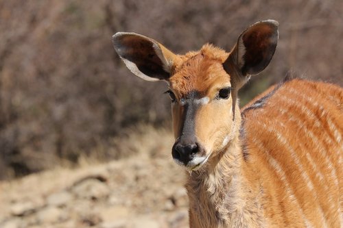 nyala  female  africa