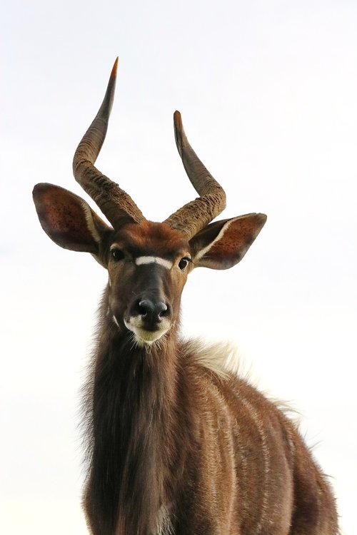 nyala  males  antelope