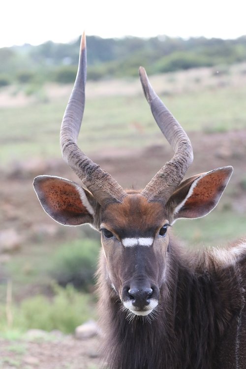 nyala  antelope  males
