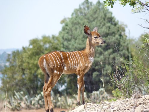 nyala  antelope  mammal