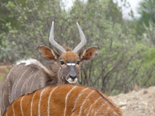 nyala  antelope  males