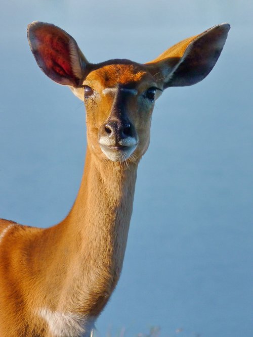 nyala  antelope  animal
