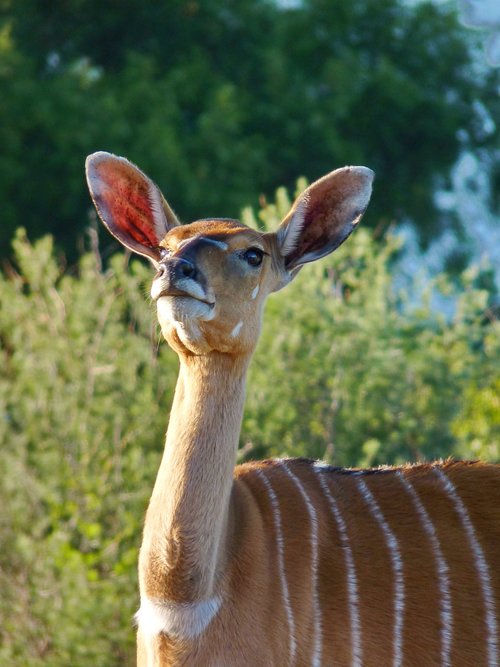 nyala  antelope  female