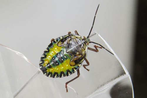 nymph bug insect