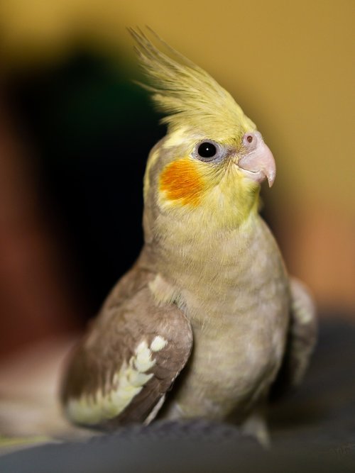 nymph  bird  cockatoo