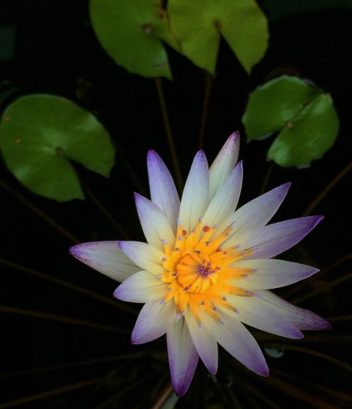 nymphaea alba flower plant