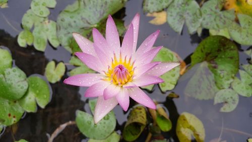 nymphaea alba pink red plant