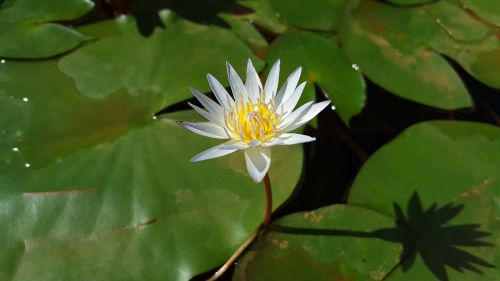 nymphaea alba lavender early in the morning