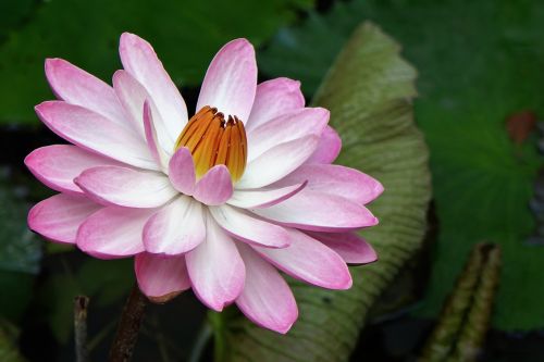 nymphaea alba lotus water fu yung