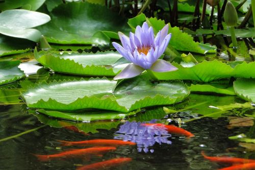 nymphaea alba lotus summer