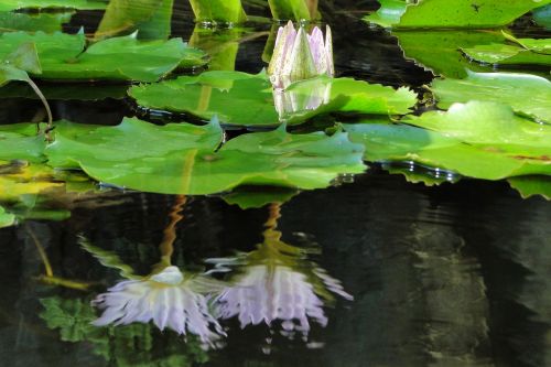 nymphaea alba lotus summer