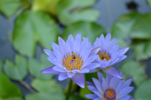 nymphaea alba  lotus pond  purple lotus