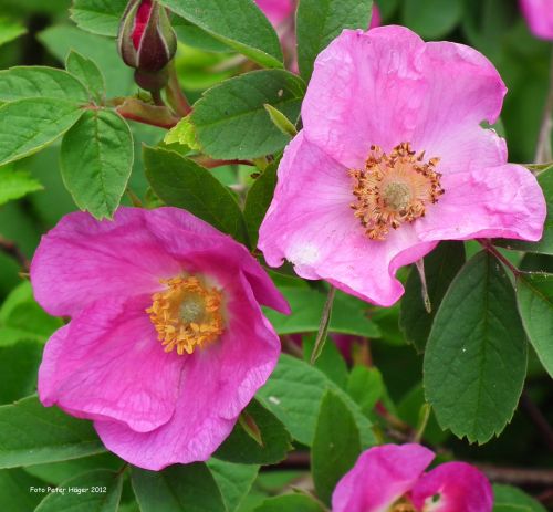 Dog Rose