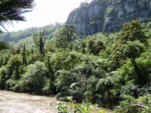 nz bush river