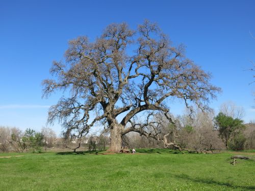oak tree nature