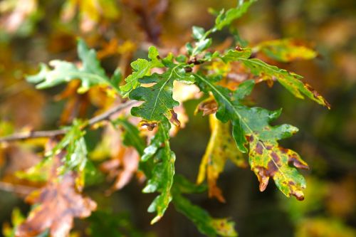 oak leaves sunny