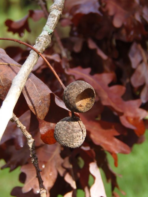 oak acorn nature